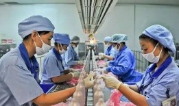 鸡腿生产过程爆料视频,从农场到餐桌的蜕变之旅