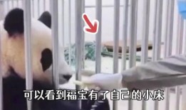 福宝爷爷爆料福宝视频下载,福宝视频下载攻略大公开